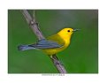 _0SB9506 prothonotary warbler a85x11